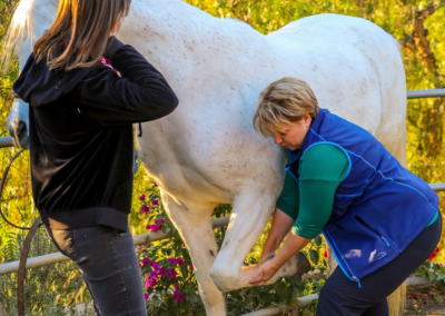 Tucker Biokinetic Therapy: A Holistic Approach to Horse Health and Wellness